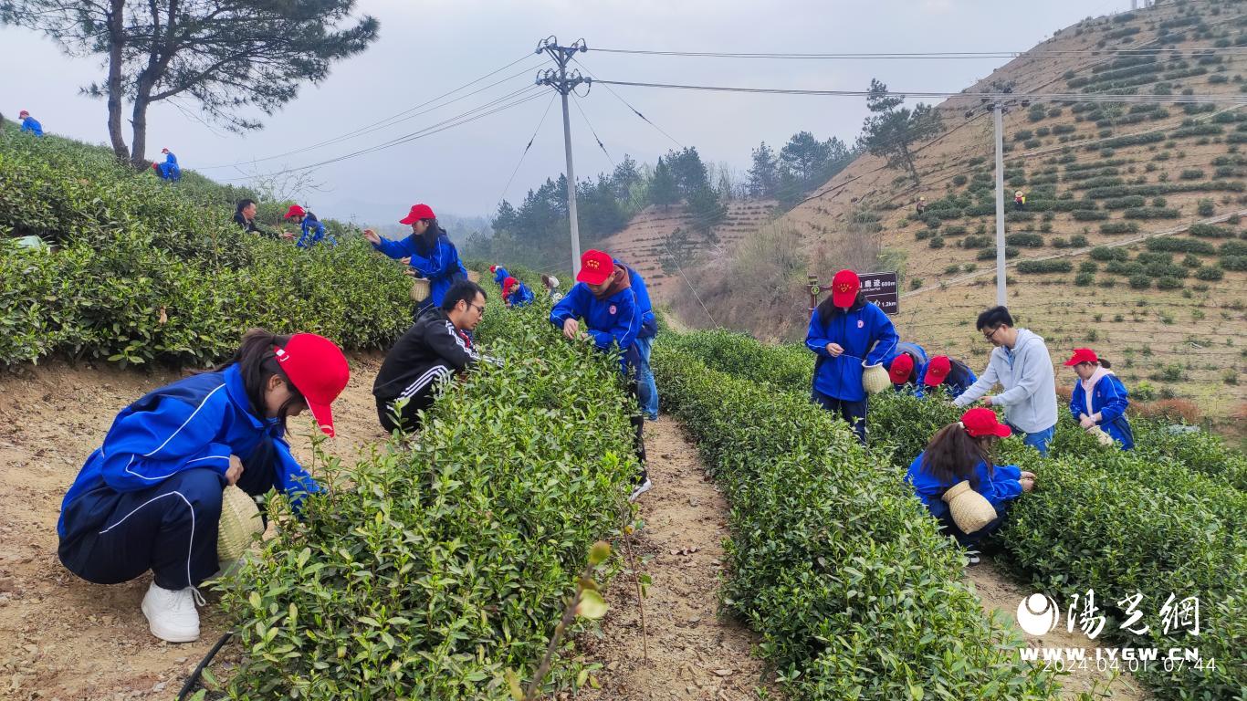 商南举办职业院校才能大赛（中职开云全站组）“手工制茶”和“茶艺”角逐(图4)