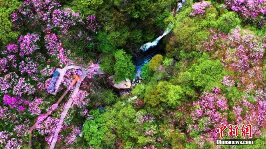 秦岭腹地漫山紫荆与“彩虹飞瀑”同框
