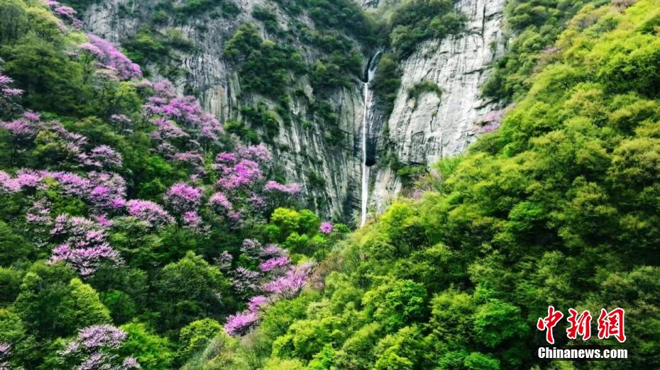 秦岭腹地漫山紫荆与“彩虹飞瀑”同框