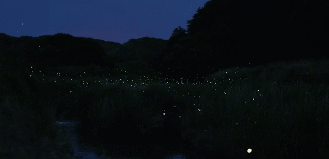 640x310_tutieshi_640x360_1s.gif