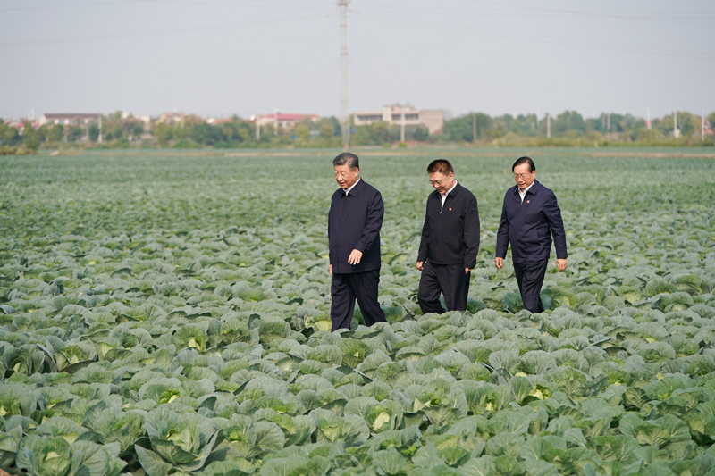 2024年11月5日，習(xí)近平總書記在湖北嘉魚潘家灣鎮(zhèn)十里蔬菜長廊考察。