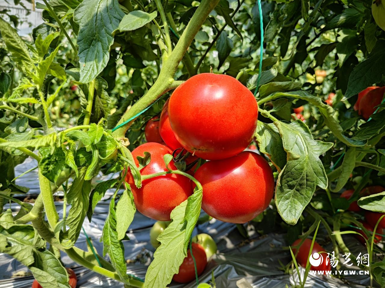 20250604163854390-70-06425.jpg 20250604163854390-70-06425.jpg