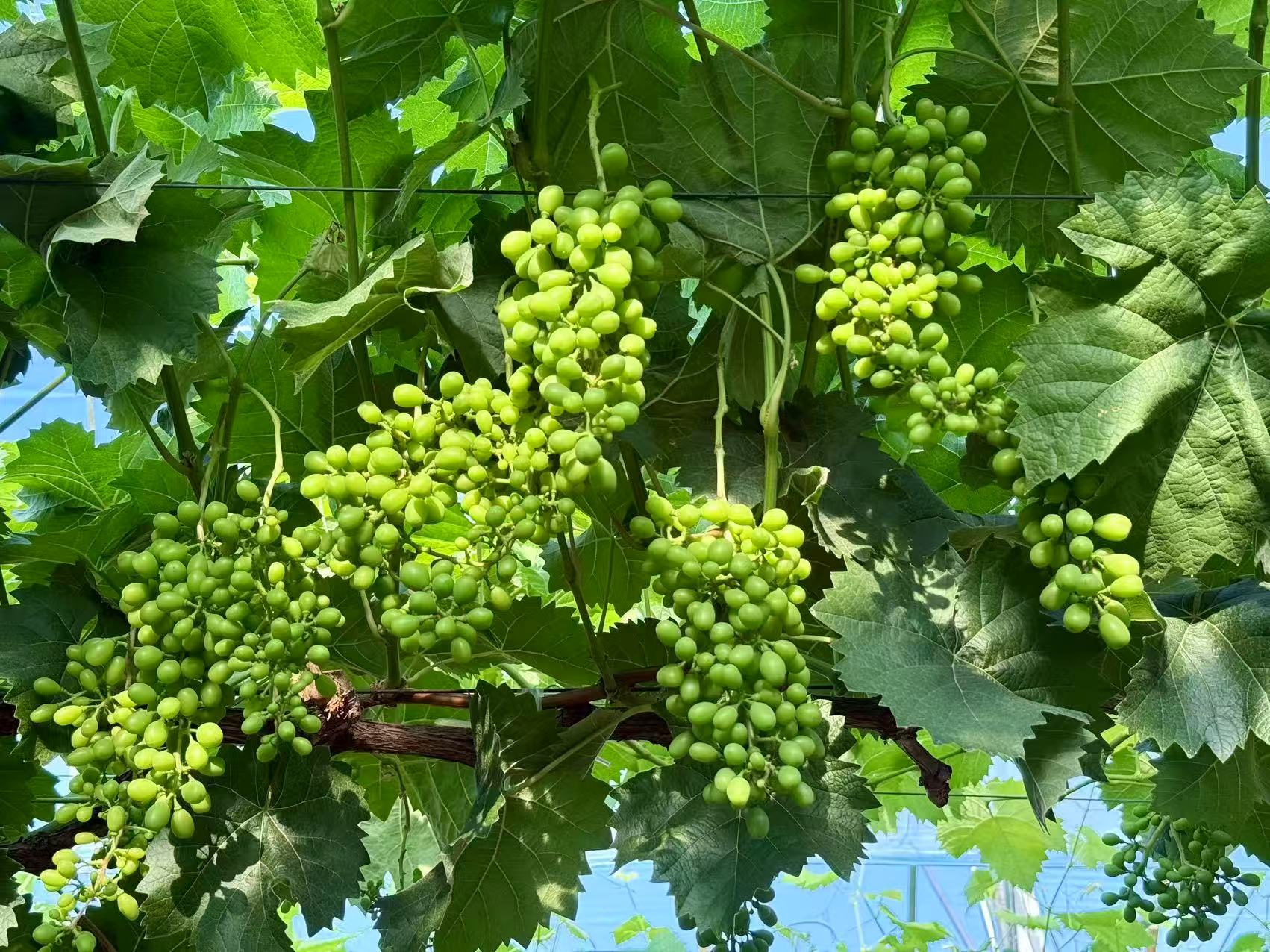 20250605230458995-8-c60a2.jpg 20250605230458995-8-c60a2.jpg