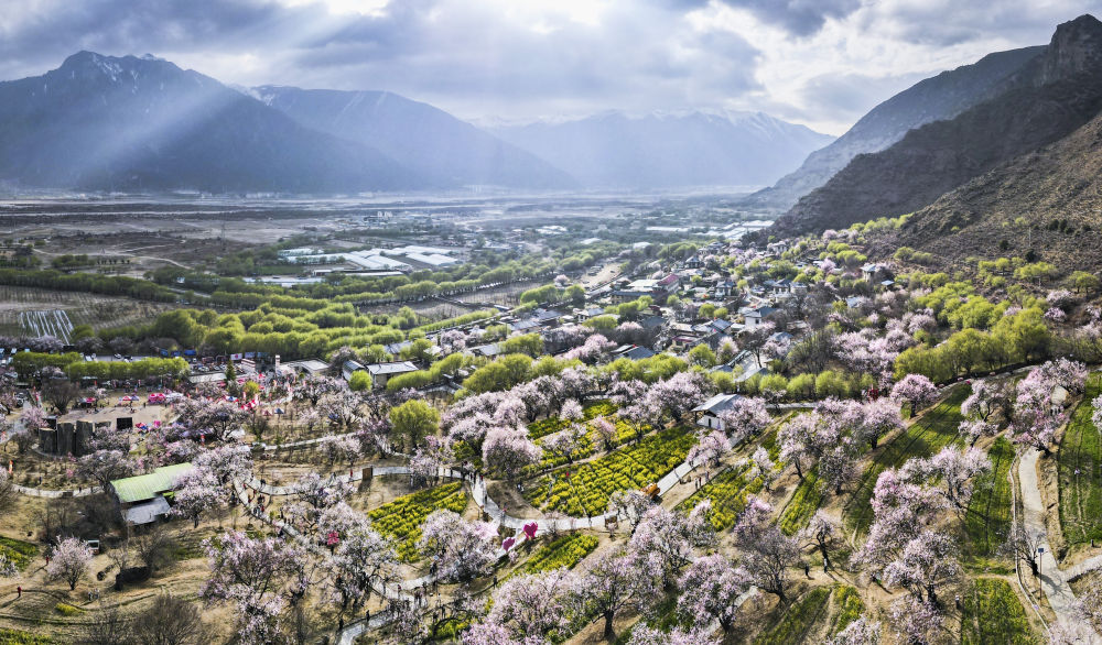 嘎拉村桃花(无人机照片)。嘎拉村紧邻川藏公路,被称为西藏“桃花第一村”。图片来源 新华社