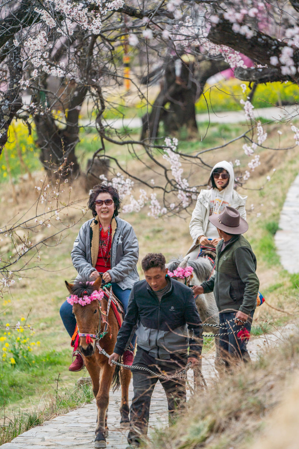 游客在林芝市嘎拉村体验马背观花。图片来源 新华社