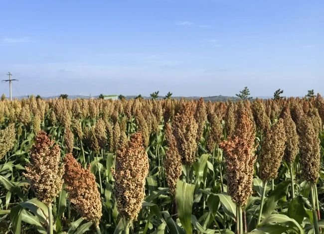 府谷县:旱塬“逆袭” 黄土生金