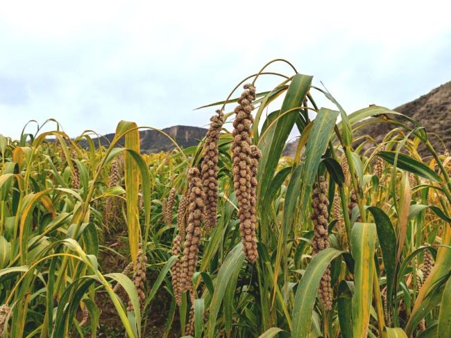 府谷县:旱塬“逆袭” 黄土生金