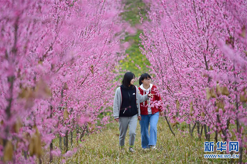 3月26日，游客在联沟村冬桃园内拍照