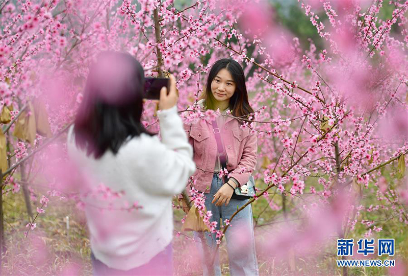 3月26日，游客在联沟村冬桃园内拍照