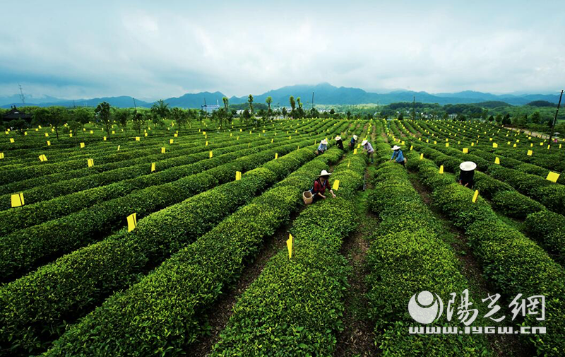 图为黄山茶产区。多多春茶节期间，黄山市副市长将在拼多多平台直播“好茶不贵”，产区直发名品“口粮茶”。