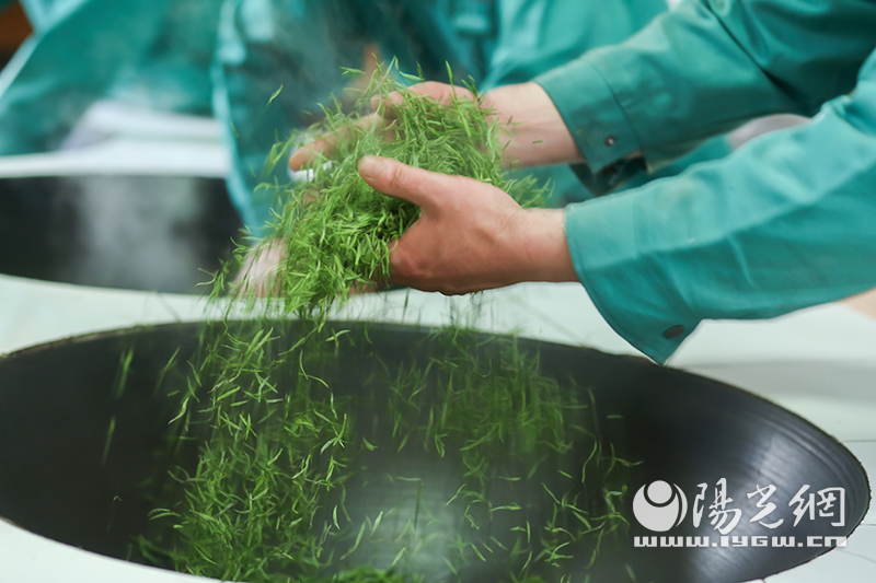 圖為碧螺春手工炒茶現場(chǎng)。借多多春茶節，謝裕大、吳裕泰、張一元、貢牌、碧螺、猴坑等10家“中華老字號”茶企，集體在拼多多推出29.9元、46.9元起等春茶新品。