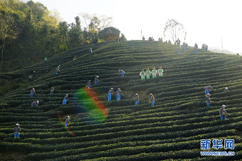 汉滨区双龙镇谢坪村新农高现代农业园里茶歌飘香，来自镇村的茶农们一边对歌，一边采茶。