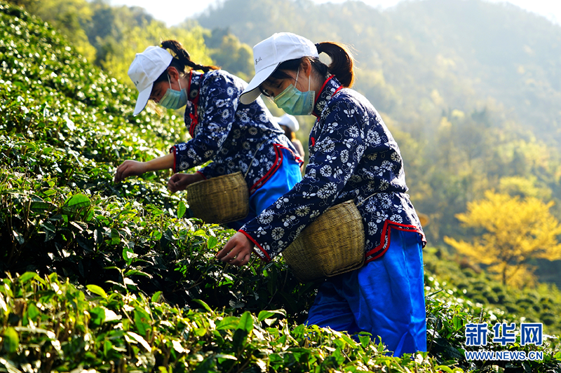 采茶女在汉滨区双龙镇谢坪村新农高现代农业园区采摘春茶。