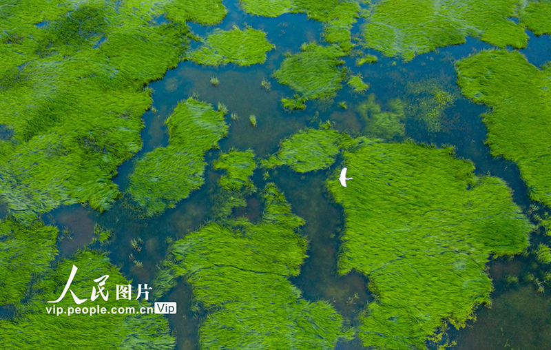 江西鄱阳湖：大美湿地 春光旖旎