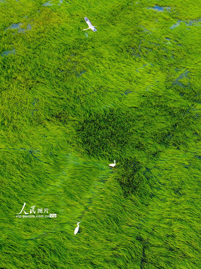 江西鄱阳湖：大美湿地 春光旖旎