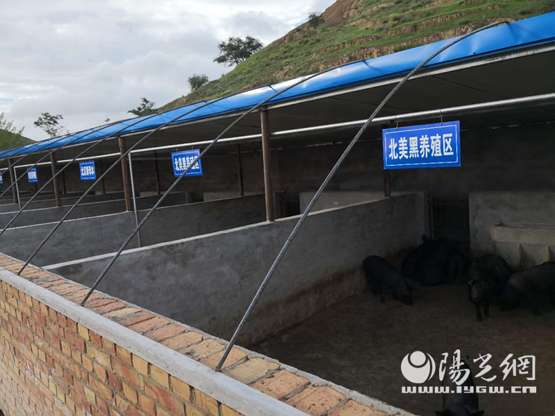 ?榆林市定邊縣野獾養殖產(chǎn)業(yè)基地