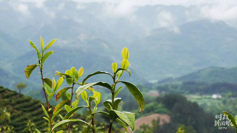 茶园生态环境优良，日间光照充足，漫山有浓郁茶香。