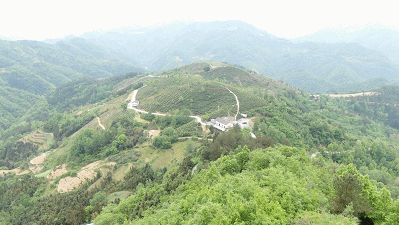 茶园位于黄洋河中游海拔700多米的山坡。