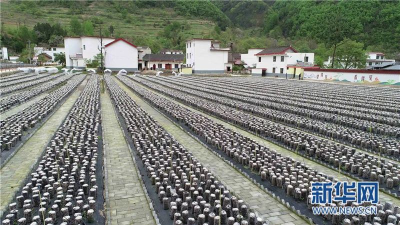 陕西省柞水县金米村发展木耳产业（无人机照片）。