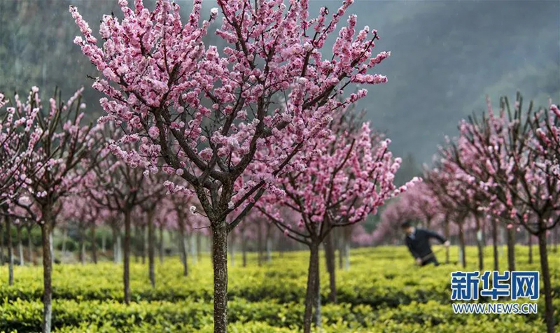 3月2日，一村民在平利县长安镇洪福茶山管护茶园。当日，秦巴山区的陕西省安康市平利县迎来一场春雨。