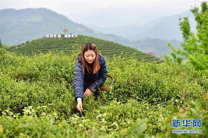 4月22日，在平利县老县镇蒋家坪村茶业现代示范园区，茶农周丽在采茶。