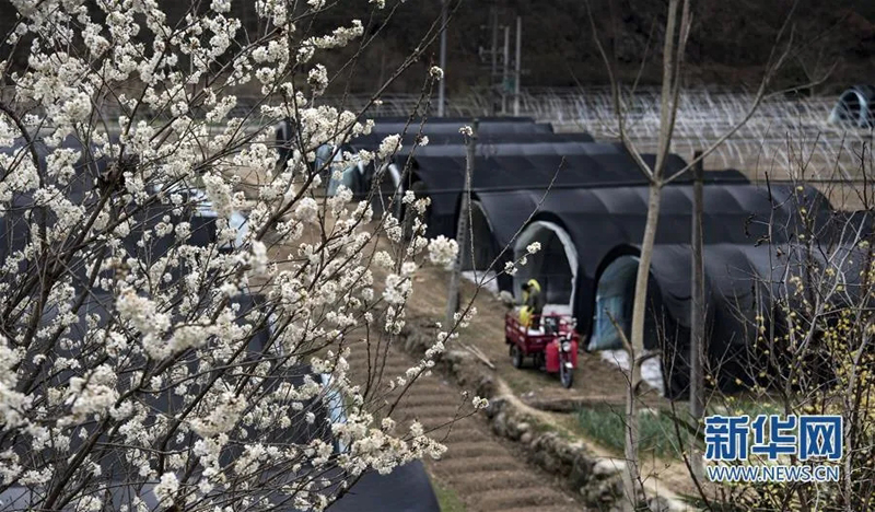 3月5日拍摄的留坝县武关驿镇白家店村扶贫合作社香菇大棚。