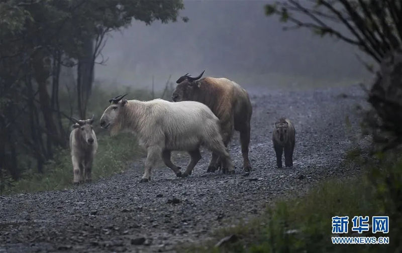秦岭羚牛在森林中“漫步”（2019年6月27日摄）