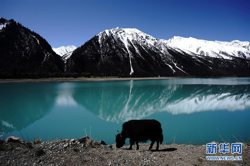 这是4月27日拍摄的然乌湖风光。 然乌湖位于西藏八宿县境内，湖水与雪山、蓝天相互映衬，景色如画。