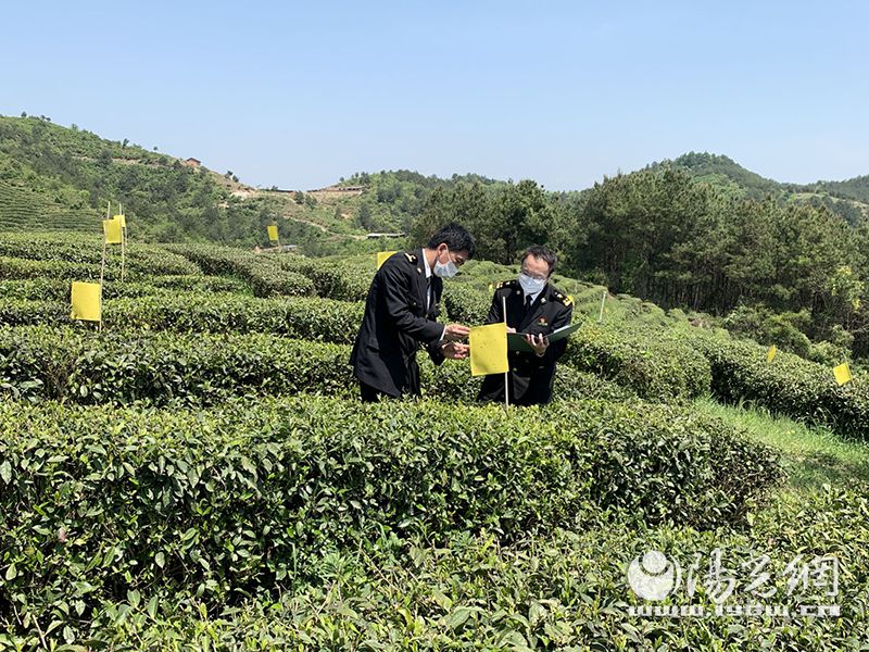 汉中海关聚焦茶叶出口带动茶农增收致富