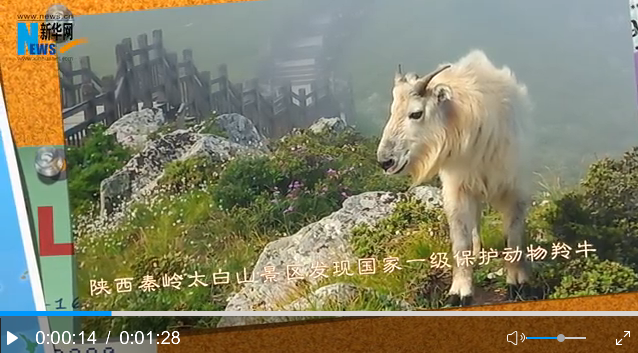 【微视频】秦岭太白山景区发现国家一级保护动物羚牛