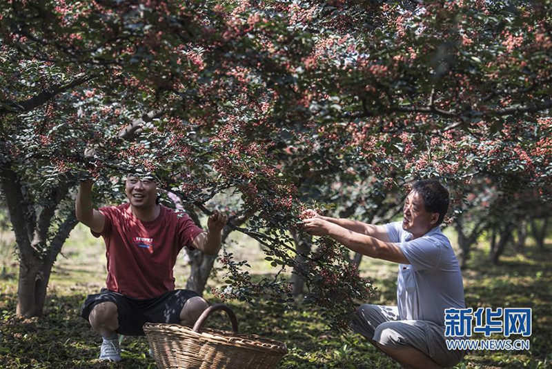 陕西华州：小小花椒树 致富大产业