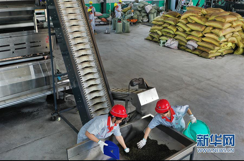 陕西华州：小小花椒树 致富大产业