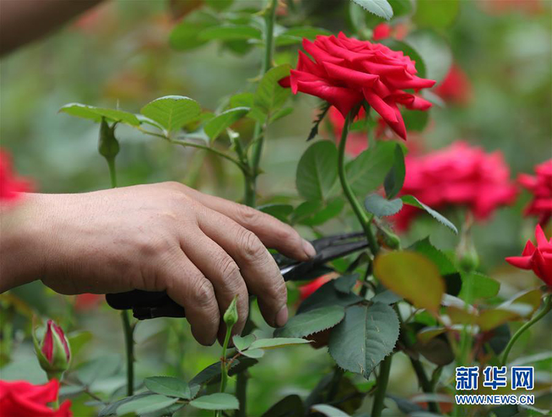 辽宁辽中：玫瑰种植富农家