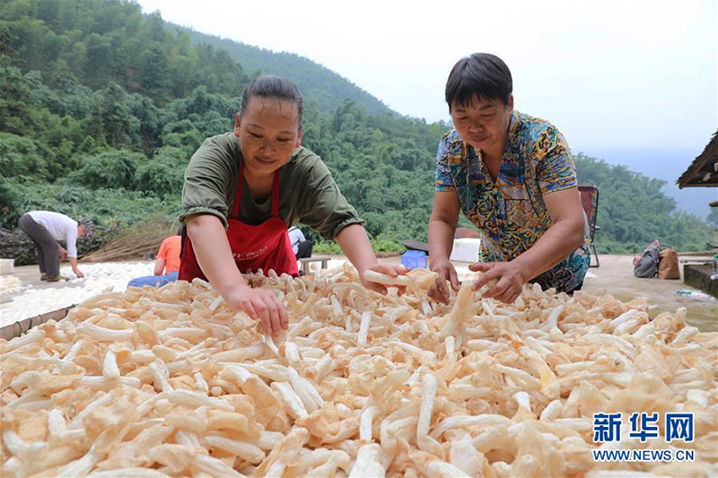 贵州赤水：林下经济助农增收