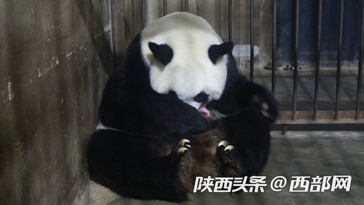 陕西秦岭大熊猫繁育研究中心高龄大熊猫珠珠诞下一幼仔