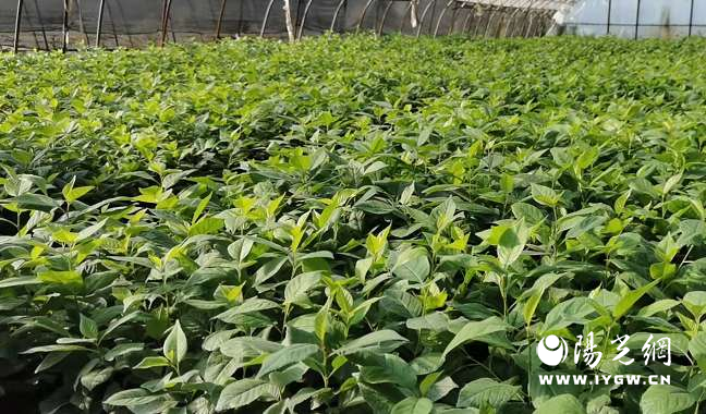 20251118155355444-19-5228f.png