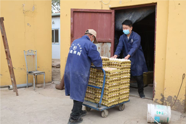陕西神木：家庭养殖场“小阵地” 撑起增收“大梦想”