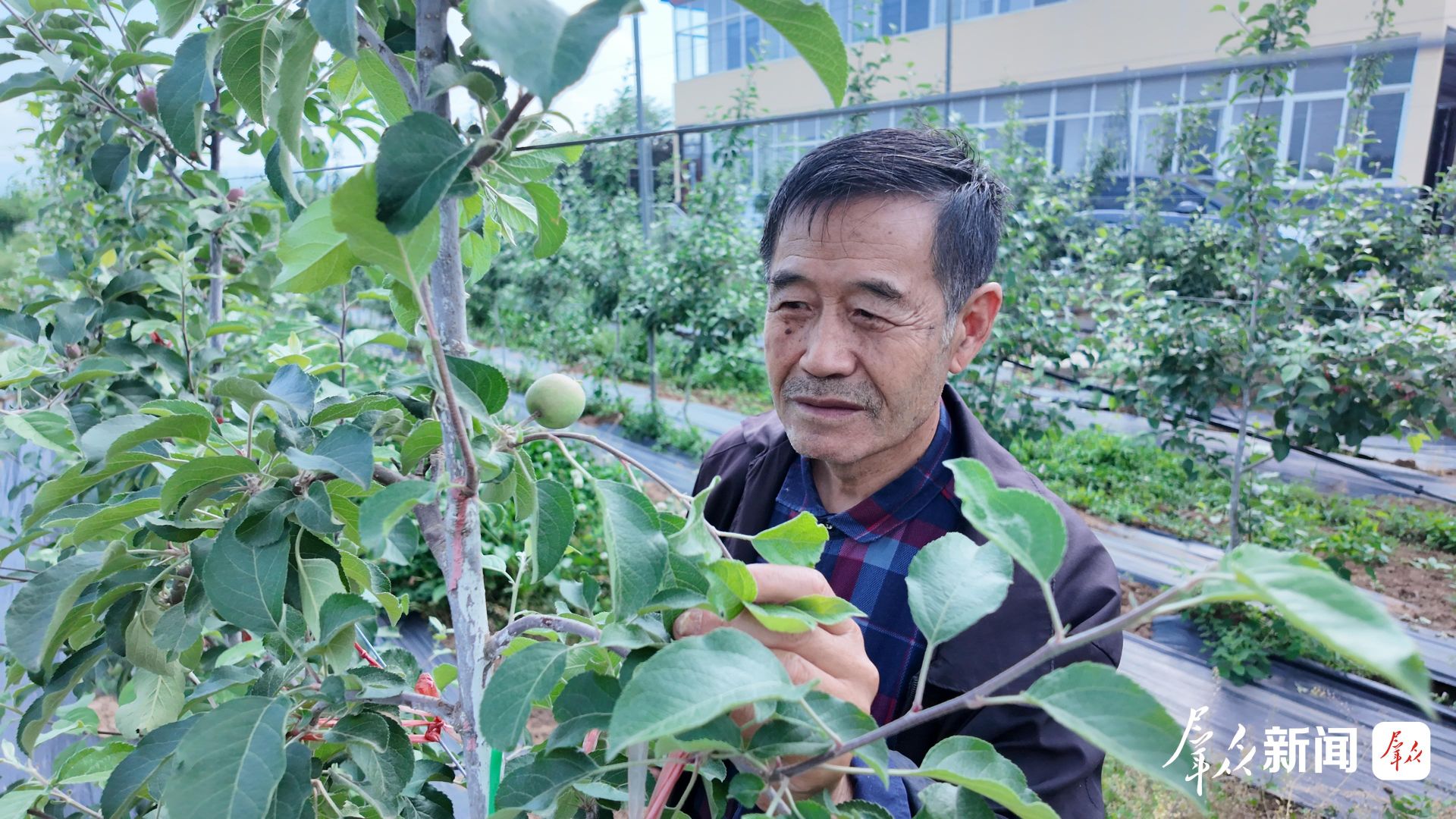 5月26日,宝鸡新时代苹果研究院教授李丙智在示范园查看矮砧苹果生长情况。李丙智毕生研究推广苹果矮砧集约高效栽培技术,践行“把自己变成农民,把农民变成专家”的诺言。退休后扎根千阳县,将我国矮砧苹果种植推广至600多万亩,并实现苗木本土化,让千阳成为全球矮砧大苗重要产区。群众新闻记者 孙亚婷摄 32dec9f48727084ee689563adc4202a0.jpeg